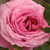 Roza - Park - grm vrtnice - Abrud
